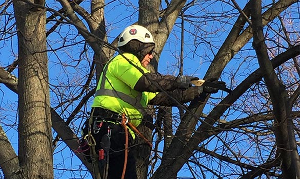 Tree Care